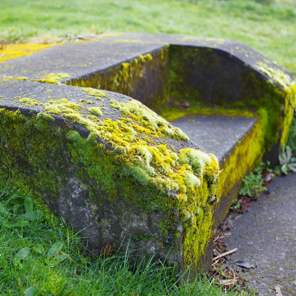 Anti verdissures, destructeur des verdissures, algues et lichens - usage et pose par Asena